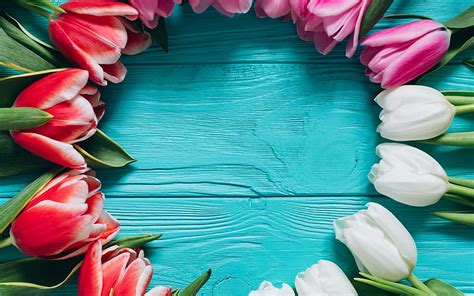 [2024] 🔥Pink Tulips Flower Frame Spring Flowers White Tulips Blue Wooden Background Hd Wallpaper ...