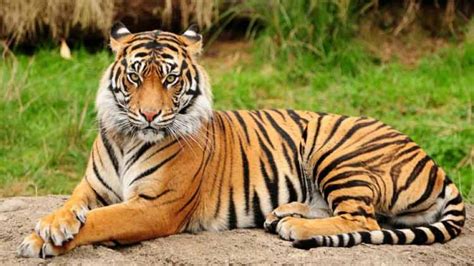 With an aim to boost tiger conservation activities the Odisha Forest ...