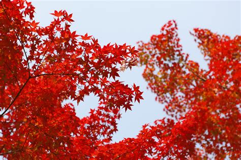 Free Images : nature, branch, sunlight, fall, foliage, red, season ...