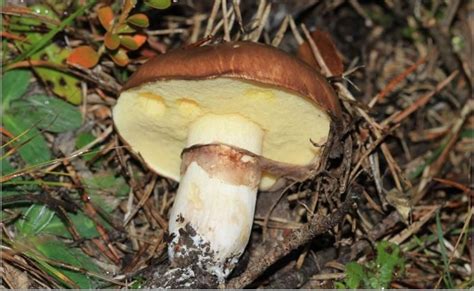 Suillus luteus – Telegraph