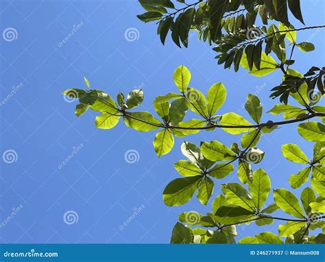 Terminalia Catappa Leaves in Nature Garden Stock Image - Image of leaf ...