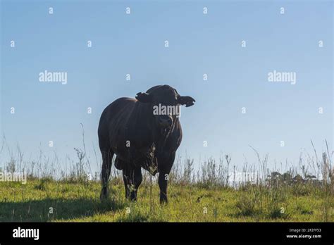 Aberdeen Angus bull. Farm animal. livestock exploration area. Breeding ...