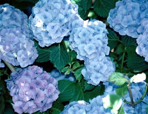 The Hydrangea Leaves Are Dry & Curling | Hunker