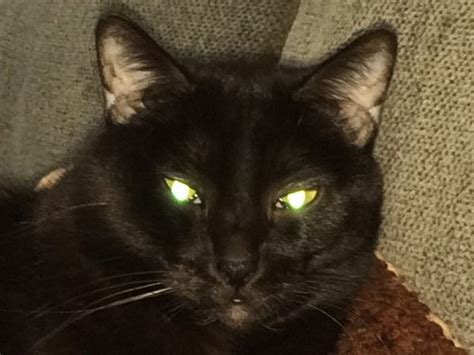 Cats With Laser Eyes: Why do Cats' Eyes Glow?