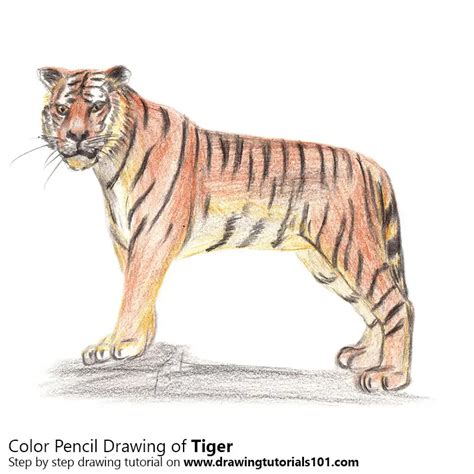 Tiger Colored Pencils - Drawing Tiger with Color Pencils : DrawingTutorials101.com