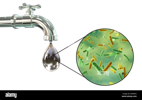 Water Microbes