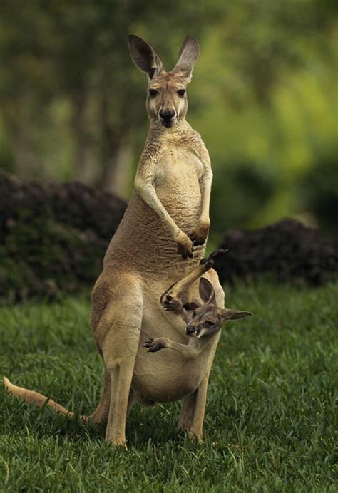 Animals Beautiful Australia Kangaroo Wallpapers