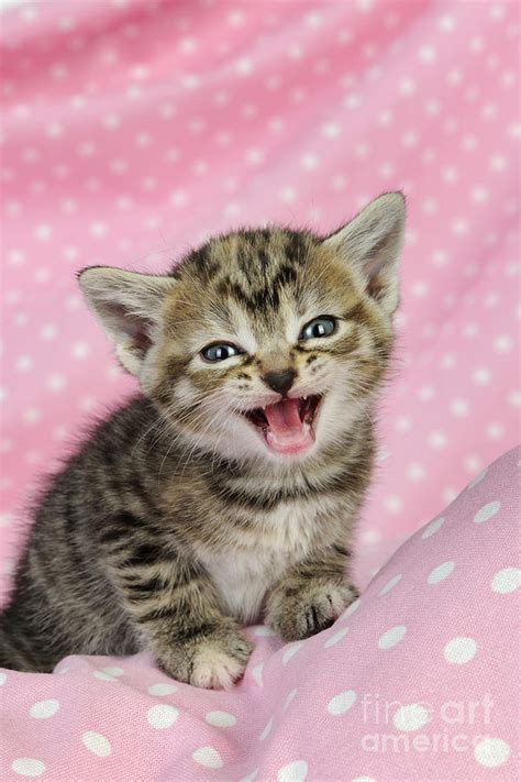 Kitten Meowing Photograph by John Daniels - Fine Art America