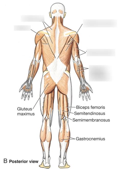 MSK Anatomy Diagram | Quizlet