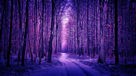 Download Path Purple Tree Snow Forest Nature Winter HD Wallpaper