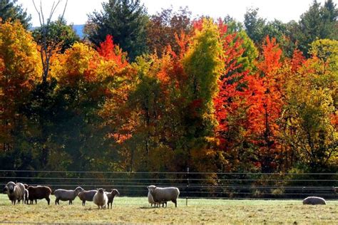 October in Vermont: 15 Fall Festivals to Celebrate the Season in 2022