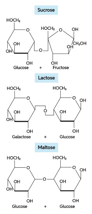 Disaccharide Maltose