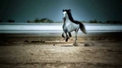 Wild Horses Galloping On The Beach | Amazing Wallpapers