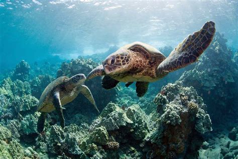 11 Critically Endangered Turtle Species