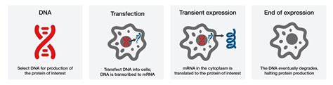 Transient Transfection | Thermo Fisher Scientific - IN