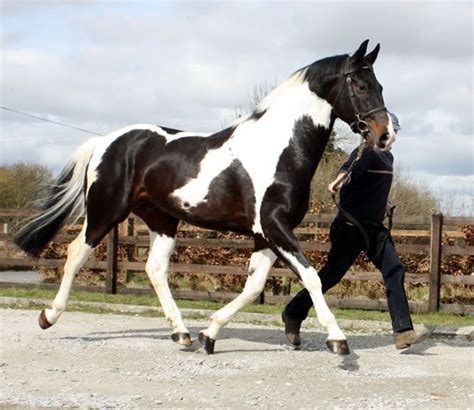 A Man Leading a Horse in a Field