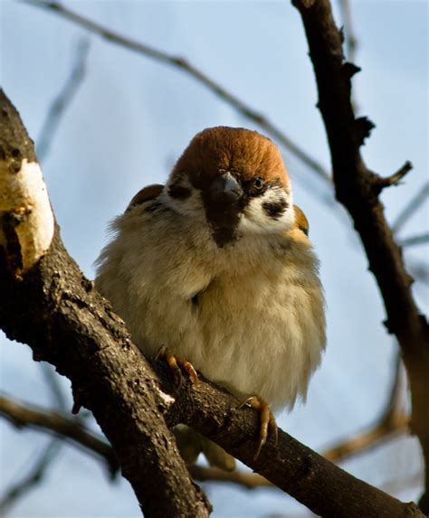 The Eurasian Tree Sparrow | The Eurasian Tree Sparrow Passer… | Flickr