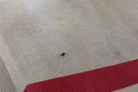 Met Gala 2023: Video of cockroach on red carpet goes viral - Opoyi