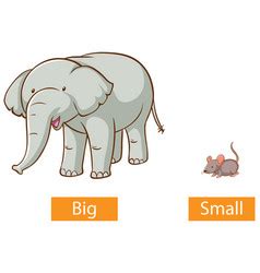 Elephant Flashcard Vector Images (90)