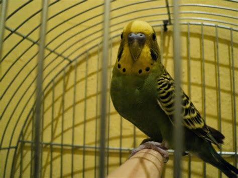Free picture: parakeet, parrot, bird, looking, cage