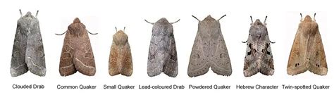 11 Small Moths You've Likely Seen in Your House