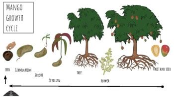 Mango Plant Parts & Growth Stages by Ainaaloha Ioane | TpT