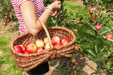 Apple Picking Near Me Mountain Rest, SC