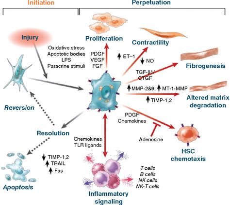 Figure 3 from Hepatic stellate cells and liver fibrosis. | Semantic Scholar