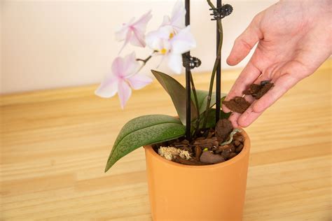 Orchid Flower Care After Flowering | Best Flower Site