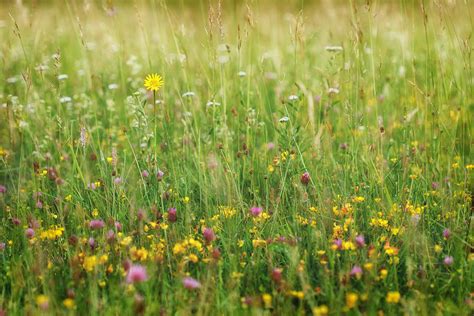 Summer meadow, grass field with colorful flowers, nature backgro Photograph by Attila Gimesi ...