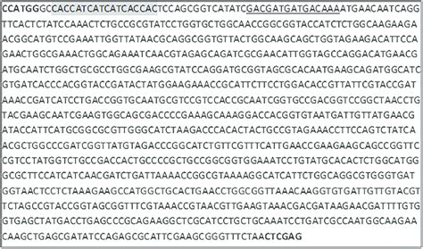 Sequence of the synthetic gene of L-asparaginase from Z. mobilis ATCC ...