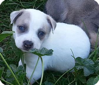 Angel | Adopted Puppy | Loveland, CO | Siberian Husky/Boxer Mix