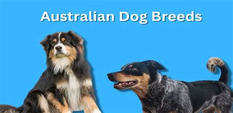 14 Popular Australian Dog Breeds in 2023 - Top Pet Products