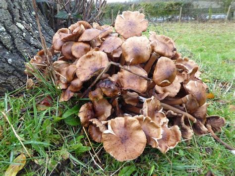 Fungi on a tree stump © Philip Halling cc-by-sa/2.0 :: Geograph Britain and Ireland