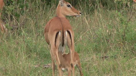 Baby Gazelle Nursing. Stock Footage Video (100% Royalty-free) 4923782 ...