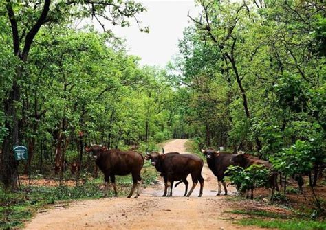 Recently, the Chhattisgarh forest department has carried out a ...