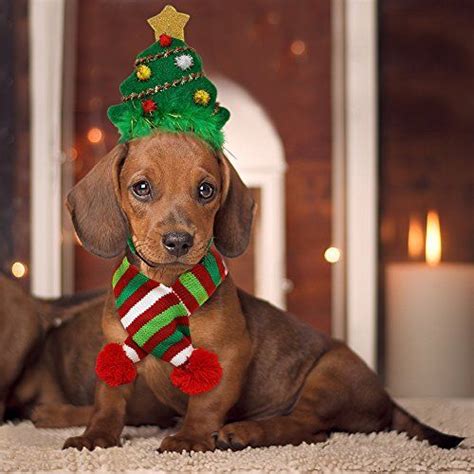 12 Best Christmas Dog Outfits to Get Your Dog in the Holiday Spirit | Christmas dog outfits ...