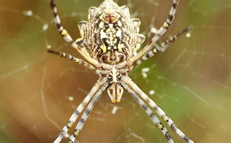 Spider Reproduction - The Herpetoculture Network