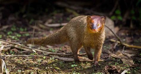 Mongoose Behavior - AnimalBehaviorCorner