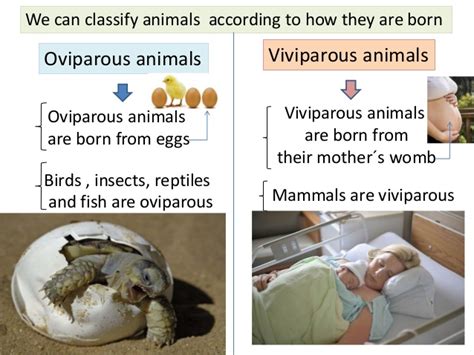 OVIPAROUS AND VIVIPAROUS ANIMALS ~ MY ENGLISH AND SCIENCE