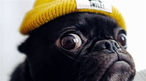 Funny Pug Dog with Hat Wallpaper