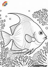 Angelfish Coloring Pages Free Printables sketch template