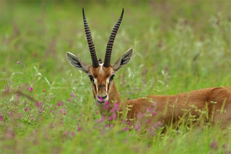 180 Chinkara Antelope Stock Photos - Free & Royalty-Free Stock Photos from Dreamstime