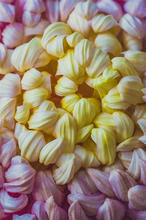 Japanese Chrysanthemum (Kiku) Macro by ALAN SHAPIRO - Stocksy United