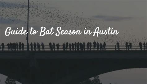 Guide to Bat Season in Austin - The Austinot