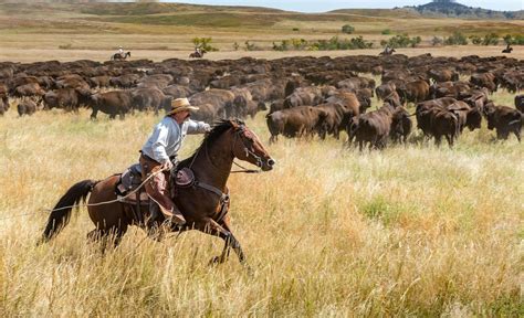 Custer State Park Buffalo Roundup Weekend Guide