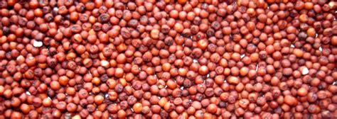 RAGI | Bulk Agro India Pvt. Ltd.