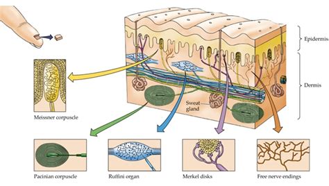 Sensory Receptors Types And Functions