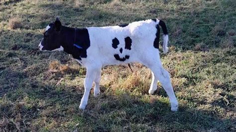 Newborn Calf with Smiley-Face Markings is Named ‘Happy’ and Will Graze on a Farm For Rest of His ...