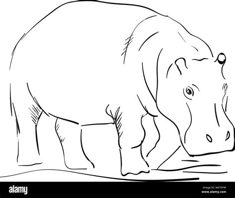 Hippo drawing, illustration, vector on white background Stock Vector ...